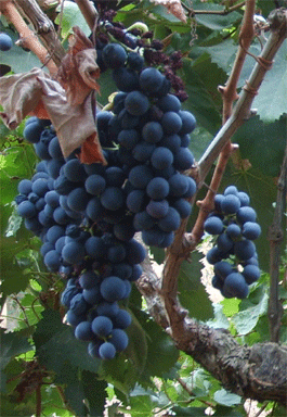 Malvasia Vineyards