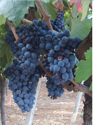Negroamaro Vineyards