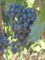 Primitivo Vineyards